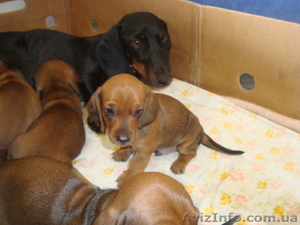 Продам  щенков  #389935