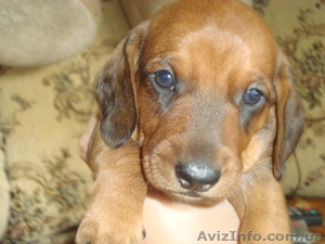 Продам  щенков таксы #389929