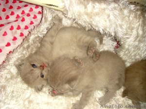 Юлия.(093)360 42 32  #388098