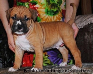 Шикарные щенки ам.стаффа, дети Чемпиона Европы, внуки Чемпиона Мира!!! #378689