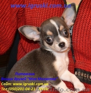 Щенки Чихуахуа  мини и стандарт #388862
