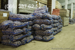 Продам Молодой Картофель Картошку Оптом #182673