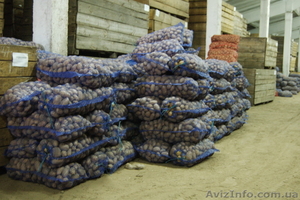 Продам Семенной картофель оптом #382176
