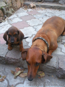 Щенки таксы недорого #373176