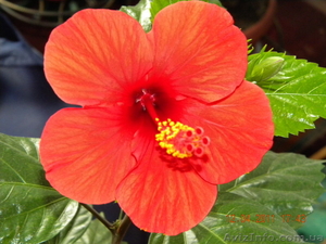 продам китайские розы #390119