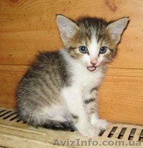 даром очаровательная девочка,  2 мес #375437