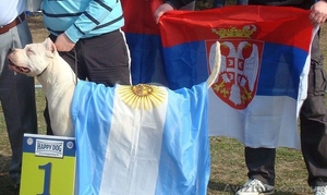 Щенки Аргентинского дога #370674