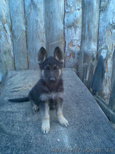 суперщенки #373922