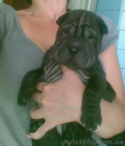 Продаю щенков шарпея #371542