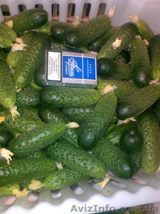 Украфлора-Винница #215780