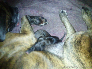 Продам щенков немецкого боксера  #379249