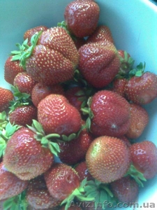 Продам рассаду клубники #379564