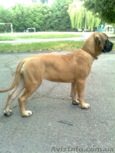 продаются щенки бульмастифа - преданные и умные собаки #383134
