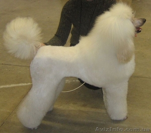 Продам щенка большого королевского пуделя #383394