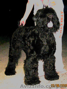 Очаровательные щенки русского черного терьера,  кобели для вязок #394043