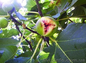 Продам инжир плодоносящий,  комнатный. #395914