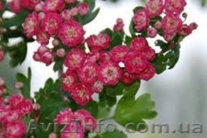 Ищем поставщиков саженцев декоративных деревьев #388068