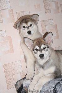 Щенки Аляскинского маламута #381862