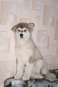 Щенки Аляскинского маламута шоу-класс!!! #382011