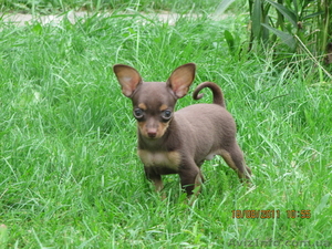 Мини той терьер  #389974