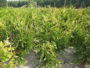 Туя, самшит, декоративні рослини, роздріб, опт #381749