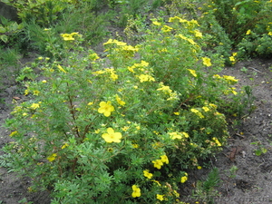 Ландшафтний дизайн.    Реалізація посадкового матеріалу.         #380018