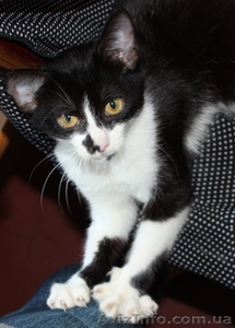 Котенок Том Сойэр в юбке в дар #362592