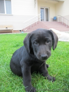 Щенкам нужен хозяин #387203