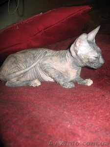 Донской сфинкс,  (1 700.00 грн.) Полтава  #382919