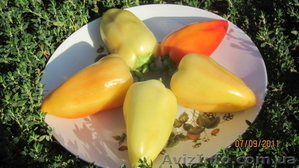 Продается экологически чистый перец #375116