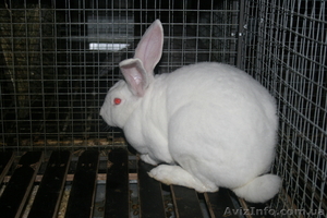 продам кроликов породи рекс #378281