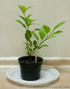 Комнатные плодовые растения #389068