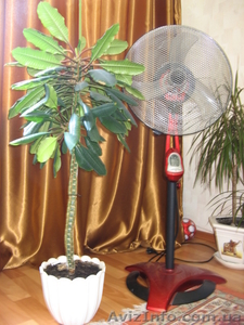 продам цветок!!! #371094