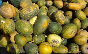 Продам,  Куплю Тыкву,  Гарбуз. опт,  розница. обл.Киевская,  урожай 2011 #394900