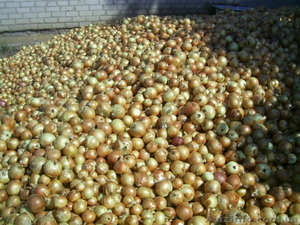 Продам очень крупный лук #384389