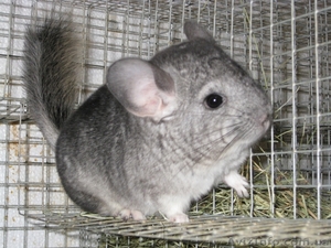 Продам шиншилок разных окрасов. #385984