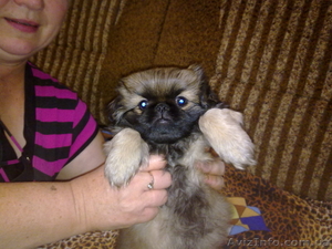 ЩЕНКИ ПЕКИНЕСА  #394080