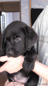 лабрадорчики!!! #375493