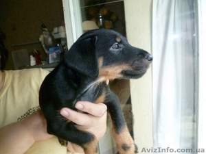 Щенки ягдтерьера #371131