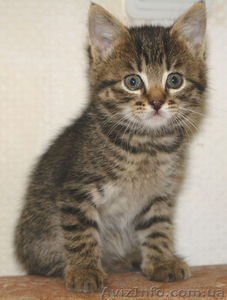 карманных полосаточек-тигров подарю #383317