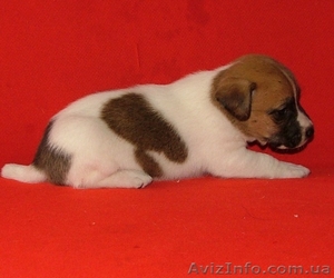 Джек рассел-Гламурные,  гладкие ,  коротколапые щенки для выставок и для души! #383860