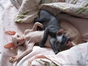 Сфинкс-черная девочка #380199