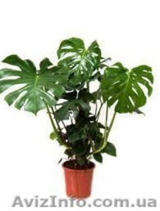 Постоянная продажа саженцев и взрослых комнатных растений от 15 грн #386948