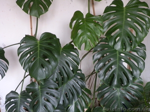 Харьков,  0974650569 #387170