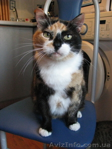 Отдам кошечку хорошим людям #379539