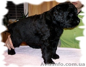  щенки породы русский черный терьер,  вязки #393953