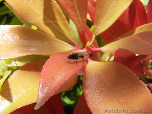 Профессиональная видеосъёмка свадеб и других торжеств. #374487