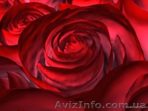 Профессиональная видеосъёмка свадеб #396055