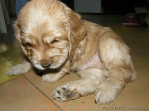 Продам щенков английского кокер-спаниеля #388738