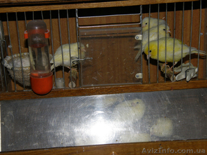 Продам певчих канареек #392125